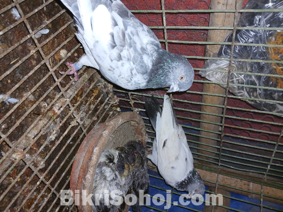 গিরিবাজ কবুতর বিক্র হবে।